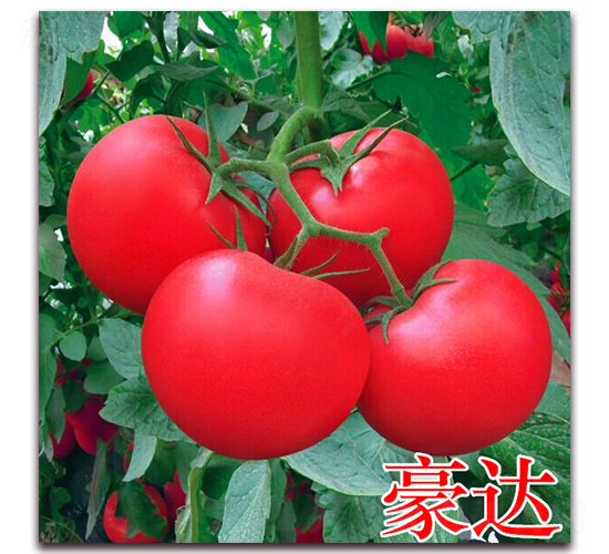豪達-粉果番茄種子-萬宇農(nóng)業(yè)