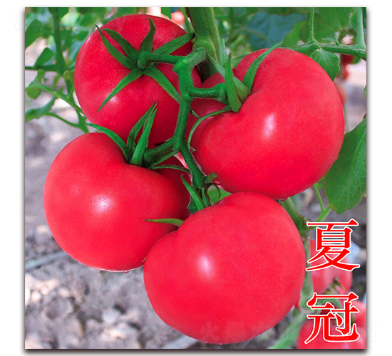 夏冠-粉果番茄種子-萬宇農(nóng)業(yè)