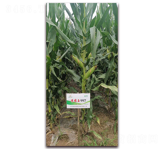 ���r(n��ng)��997-���׷N��-�r(n��ng)�(l��)