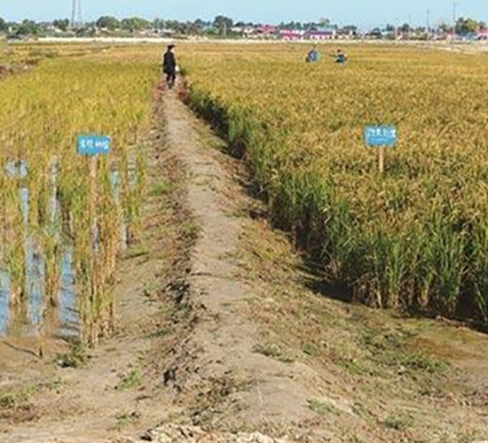 鹽堿地改良肥實拍圖-富瑞豐