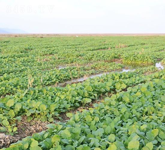 鹽堿地改良肥-富瑞豐