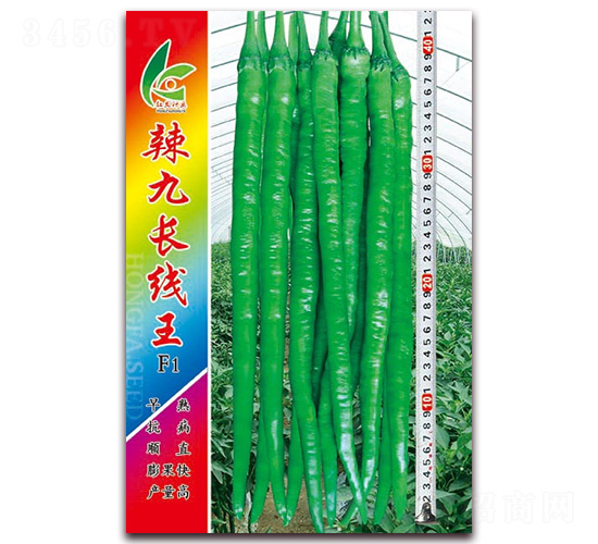 辣九長線王-線椒種子-紅發(fā)種業(yè)