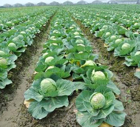 甘藍(lán)種子-瑞希萌