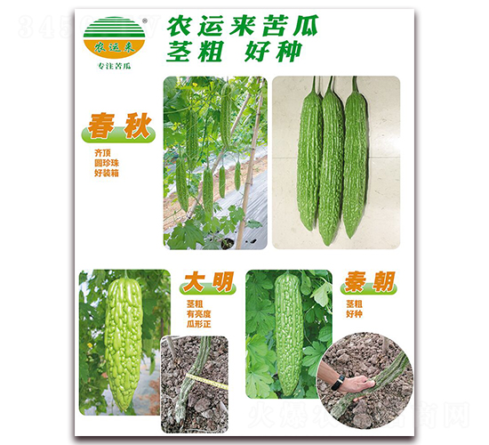 春秋+大明+秦朝-苦瓜種子-農(nóng)運來