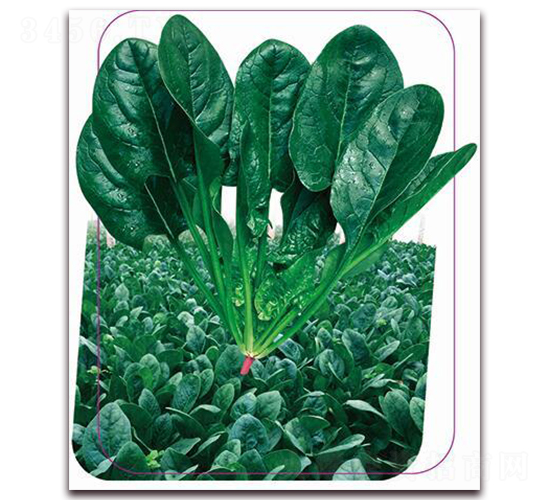 ����һ̖(h��o)-���˷N��-����(y��u)�r(n��ng)�I(y��)