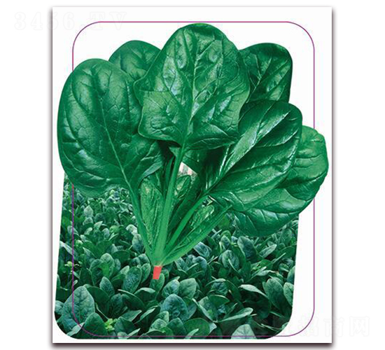 丹麥歡騰-菠菜種子-鼎優(yōu)農(nóng)業(yè)