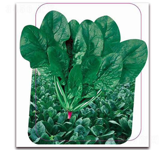 丹麥輝騰-菠菜種子-鼎優(yōu)農(nóng)業(yè)