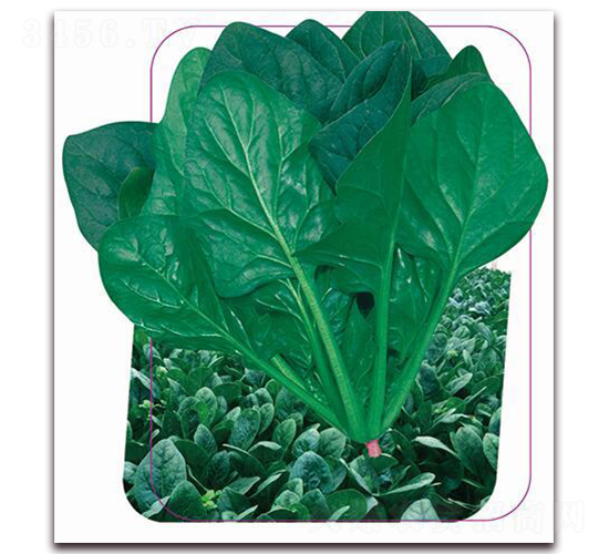 丹麥速騰-菠菜種子-鼎優(yōu)農(nóng)業(yè)