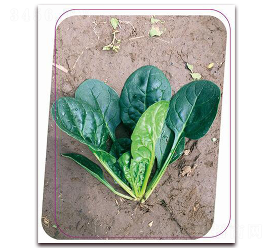 鼎菠二號-菠菜種子-鼎優(yōu)農(nóng)業(yè)