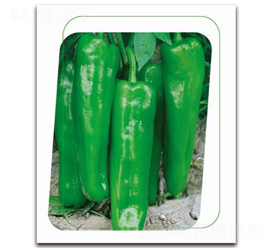 國美5號-辣椒種子-鼎優(yōu)農(nóng)業(yè)