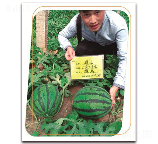 鼎早甜-西瓜種子-鼎優(yōu)農業(yè)