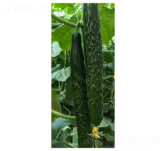 德瑞特620-黃瓜種子-天宏種業(yè)