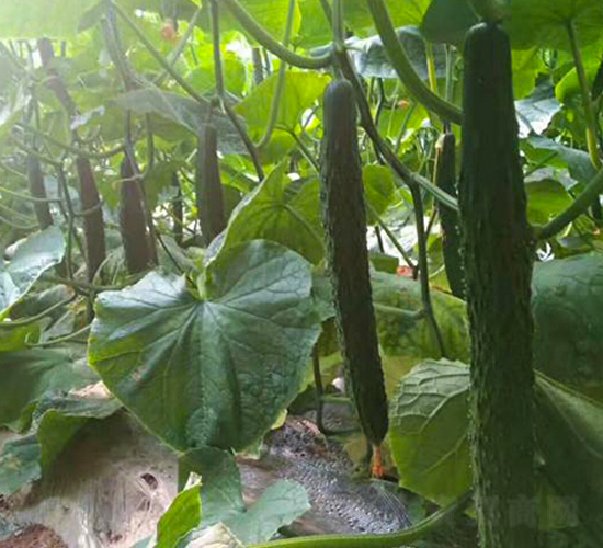 ������8̖-�S�ϷN��-���N�I(y��)