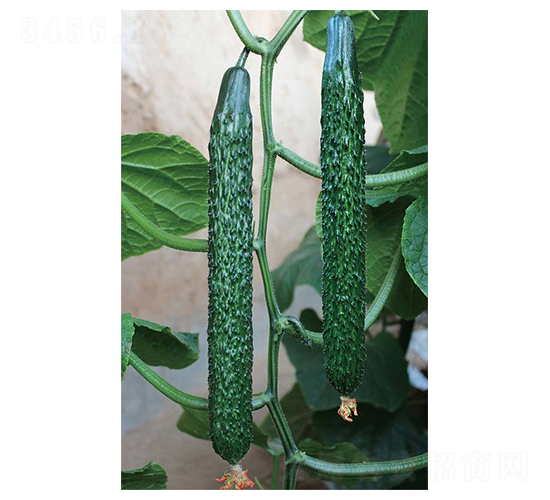 ������65-�S�ϷN��-���N�I(y��)