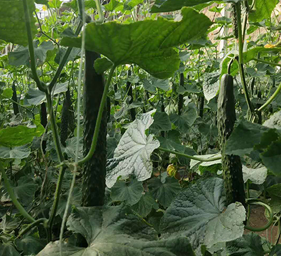 圣優(yōu)58-黃瓜種子-天宏種業(yè)