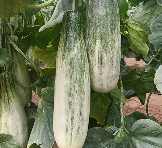 博洋9號-甜瓜種子-天宏種業(yè)