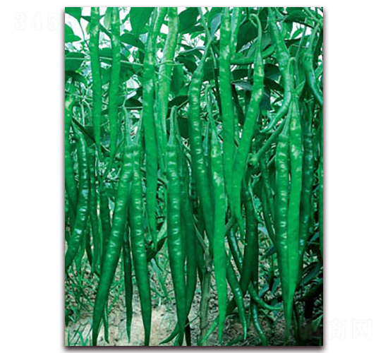 辣優(yōu)三號(hào)-線椒種子-聯(lián)豐種業(yè)