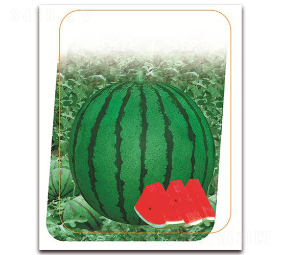 新杜鵑-西瓜種子-鼎優(yōu)農(nóng)業(yè)