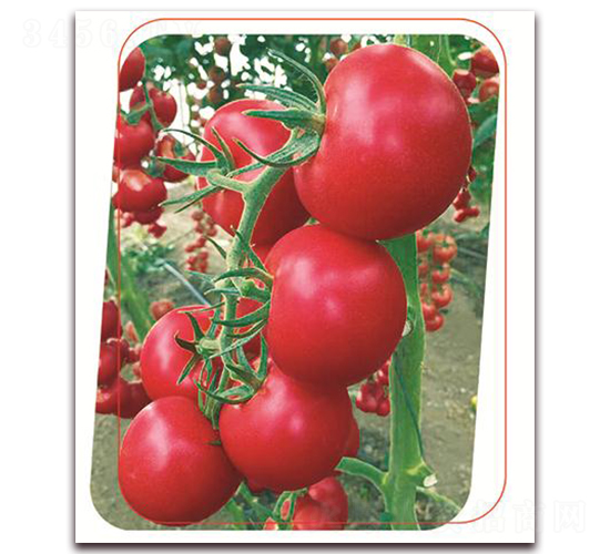 �W��-���ѷN��-����(y��u)�r(n��ng)�I(y��)