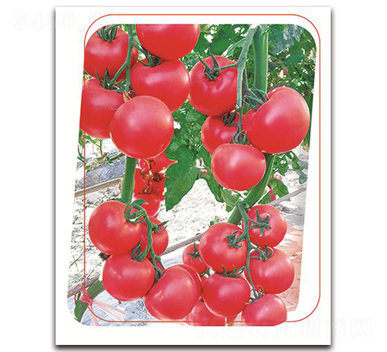 ���з۶�̖-���ѷN��-����(y��u)�r(n��ng)�I(y��)