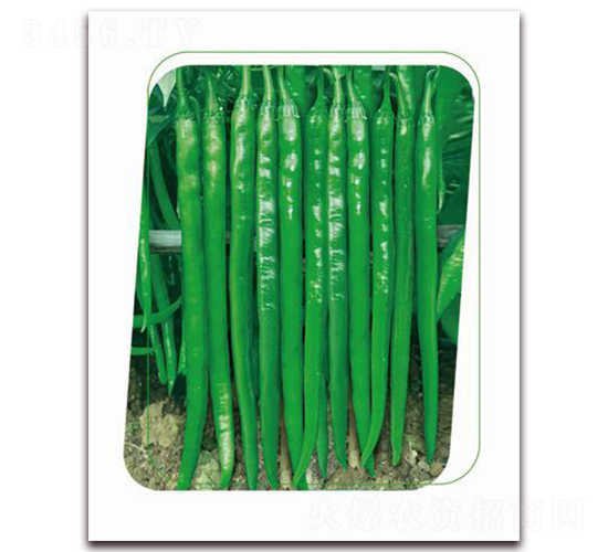 鼎辣66-辣椒種子-鼎優(yōu)農業(yè)