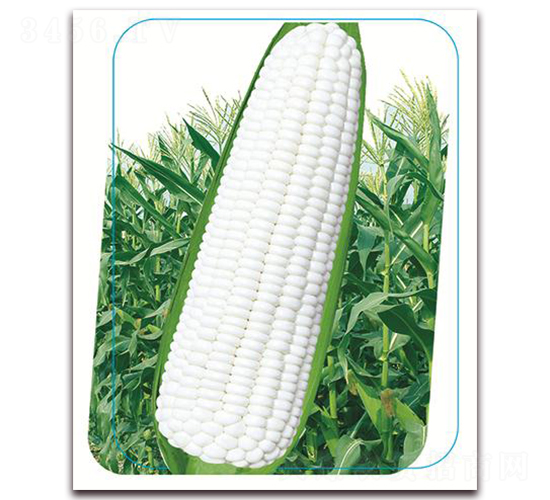 �փ�(y��u)�����Ŵ-Ŵ���׷N��-����(y��u)�r�I(y��)