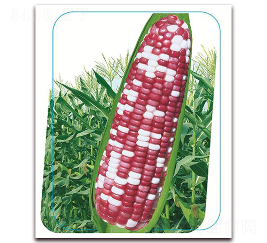 �փ�(y��u)�����Ŵ-Ŵ���׷N��-����(y��u)�r(n��ng)�I(y��)