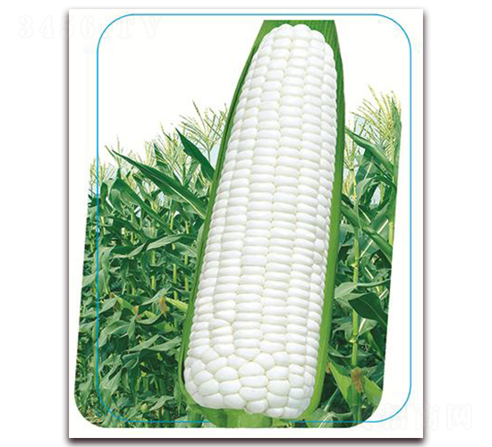 �փ�(y��u)����Ŵ-Ŵ���׷N��-����(y��u)�r�I(y��)