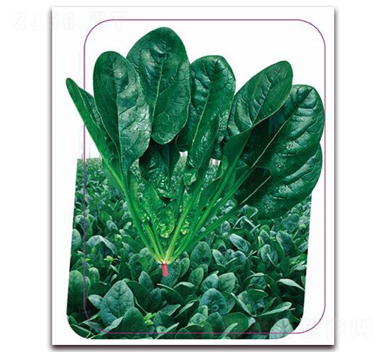 寒勝6號-菠菜種子-鼎優(yōu)農(nóng)業(yè)