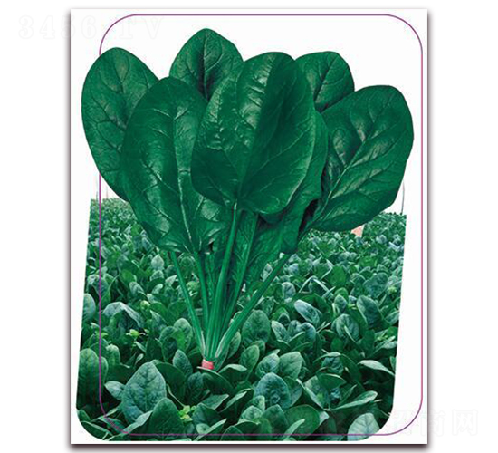 寒勝-菠菜種子-鼎優(yōu)農(nóng)業(yè)