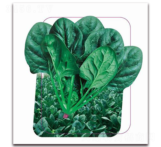 強(qiáng)勝-菠菜種子-鼎優(yōu)農(nóng)業(yè)