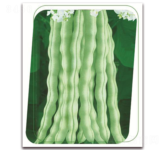 冠蕓十號-豇豆種子-鼎優(yōu)農(nóng)業(yè)