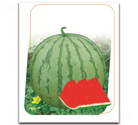 國翠-西瓜種子-鼎優(yōu)農(nóng)業(yè)