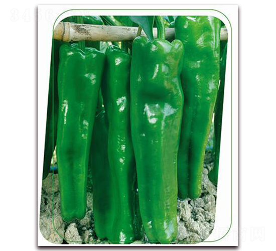 春華一號-辣椒種子-鼎優(yōu)農(nóng)業(yè)