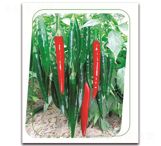 貂蟬-辣椒種子-鼎優(yōu)農(nóng)業(yè)