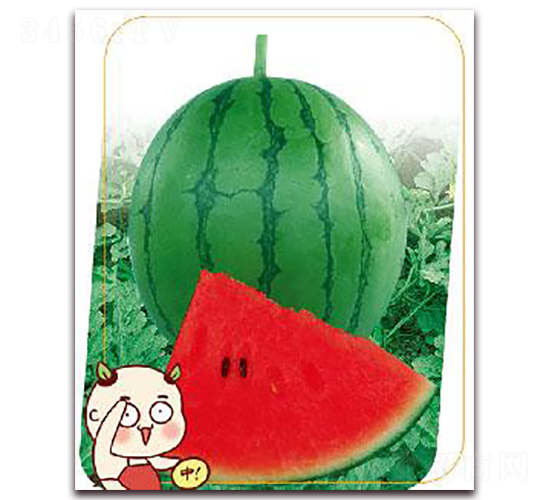 滿(mǎn)月-西瓜種子-鼎優(yōu)農(nóng)業(yè)