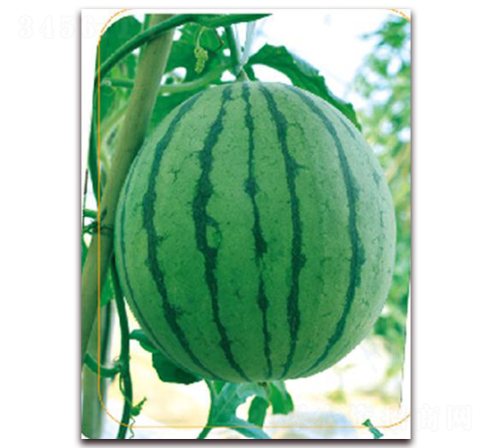 胭脂-西瓜種子-鼎優(yōu)農業(yè)