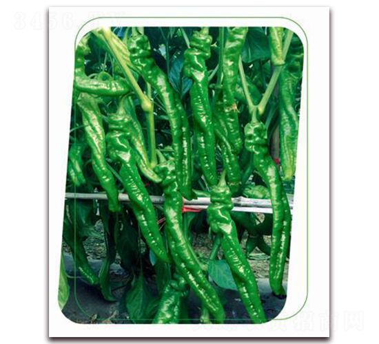 鼎螺5號-辣椒種子-鼎優(yōu)農(nóng)業(yè)