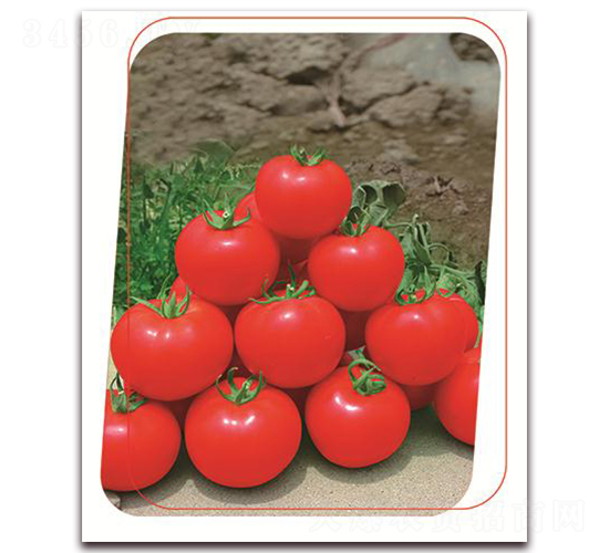 �±�-���ѷN��-����(y��u)�r(n��ng)�I(y��)