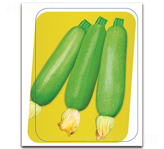 鼎玉-西葫蘆種子-鼎優(yōu)農業(yè)