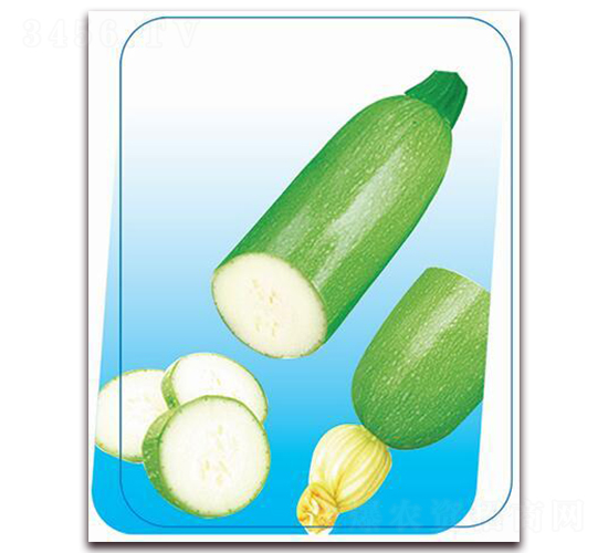 勝玉-西葫蘆種子-鼎優(yōu)農(nóng)業(yè)