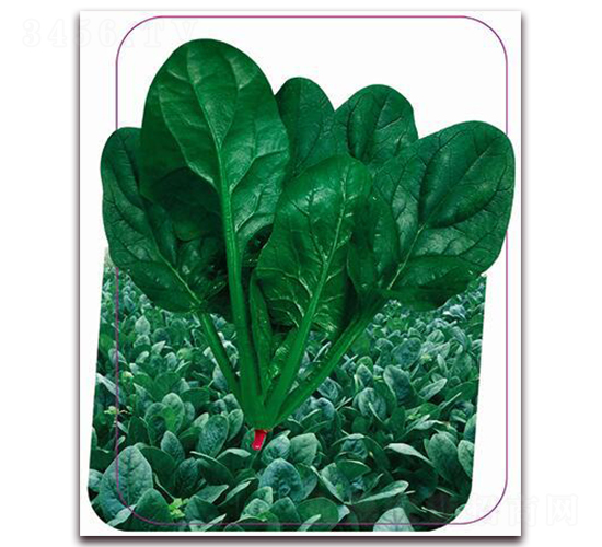 綠勝-菠菜種子-鼎優(yōu)農業(yè)