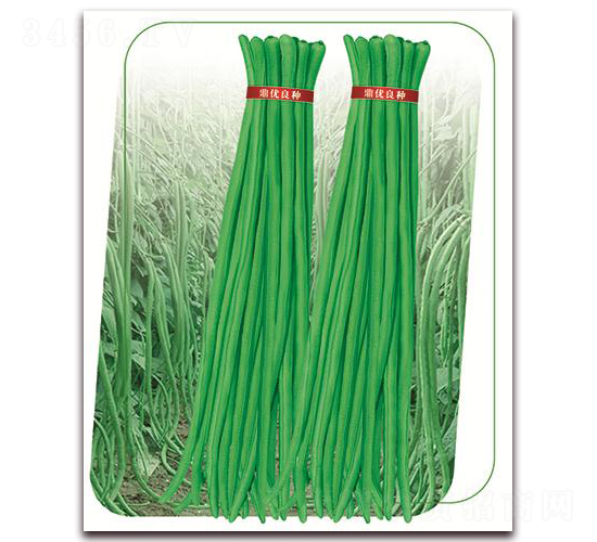 沃豇3號-豇豆種子-鼎優(yōu)農(nóng)業(yè)