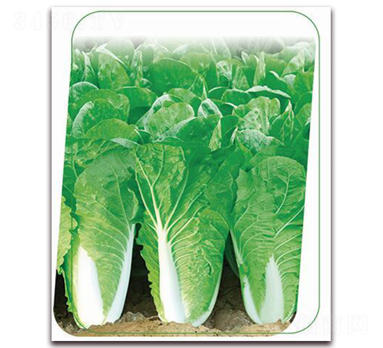 ���v6̖-�~�˷N��-����(y��u)�r(n��ng)�I(y��)