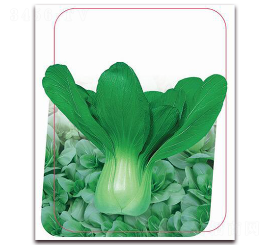 ���ھG��-�~�˷N��-����(y��u)�r(n��ng)�I(y��)