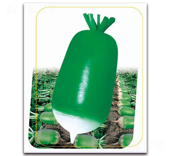 綠巨人-蘿卜種子-鼎優(yōu)農業(yè)