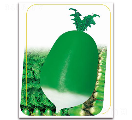 鼎青791-蘿卜種子-鼎優(yōu)農(nóng)業(yè)