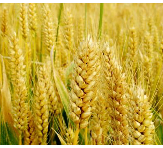 ��������9817-�S�ǷN�I(y��)