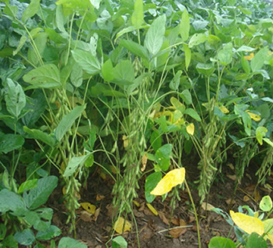 科豆7號-大豆種子-華成