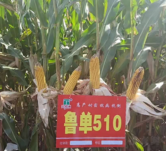 ����510-���׷N��-�A��